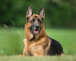 This ranges from 24 to 100 euros ($25 to $1,070) per year depending on the breed of dog and the location. About The Breed German Shepherd Highland Canine Training