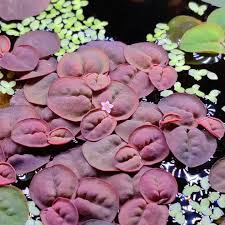 Image result for Phyllanthus retinervis