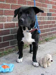 G O N E Shelter Pets Not Forgotten Panosundaki Pin