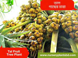 There are many good, reliable nurseries all across the country, and, quite often, ordering from one that is nearby will get you trees better adapted to your location. Palm Tree Taal Fruit Trees For Sale 2021