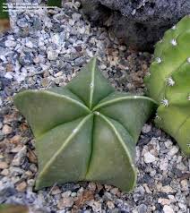 Out there in the wild, cacti plants have braced the desert conditions for many years. Plantfiles Pictures Astrophytum Species Bishop S Cap Bishop S Hat Bishop S Miter Cactus Astrophytum Myriostigma Var Nudum By Palmbob