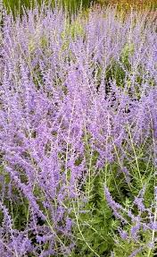 Blue spire is a hybrid between two types of perovskia. Perowskia Ogrodinfo Pl