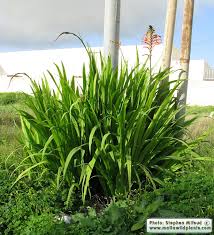 Image result for Afroqueta capensis