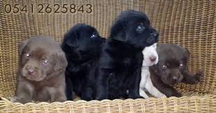 Labrador Retriever Fiyatlari 05412625843 Labrador Retriever Ve Labrador Retrievers