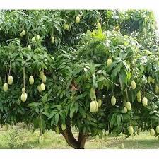 Rajapuri Mango Tree at ₹ 70/piece | Mango Plant in Vadodara | ID:  21702741612