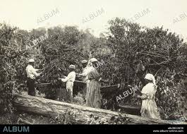 Slaves Picking Coffee Beans, Brazil, 1885