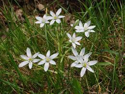 Image result for Ornithogalum