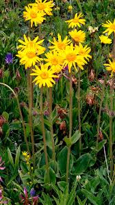 Image result for Bothriocline monocephala