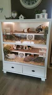 Great Idea Great Greatindoors Idea Kobay Fareler Gine Domuzu Ev Dekorasyon Fikirleri