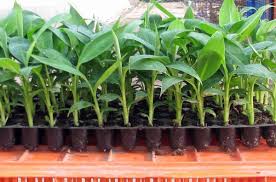 If you are a beginner, you may want to try your luck with a string of bananas use a well draining potting mix. A Mini Guide To Grow Bananas In Pot And That Too At Home Blog Nurserylive Com Gardening In India