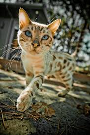 Beautiful Black And White Spotted Cat Beautiful Spotted Cat Bengal Cat Spotted Cat Cats