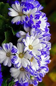 Pin By Yasmina Ya الياسمين On Purple Pretty Flowers Gerbera Flower Beautiful Flowers