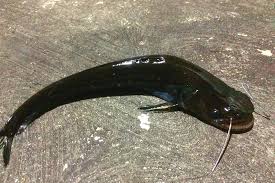 Walau bagaimanapun, saya pernah mendapat ikan ini menggunakan gewang layang menyerupai serangga dan anak ikan. Desa Danau Cala Sentra Ikan Tapah Yang Mulai Langka Mongabay Co Id Mongabay Co Id