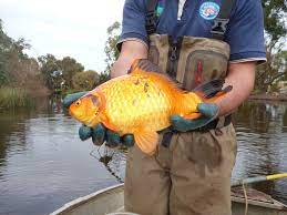 How big are the world's largest goldfish? In The Wild Goldfish Turn From Pet To Pest The New York Times