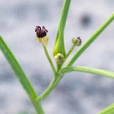 Image result for Camptorrhiza strumosa
