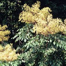 We did not find results for: Aralia Spinosa 100 Seeds Devil S Walking Stick