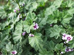These tropical perennials from south africa are usually grown as annuals, though it is possible to overwinter them in very warm climates. Growing And Caring For Scented Leaved Geraniums