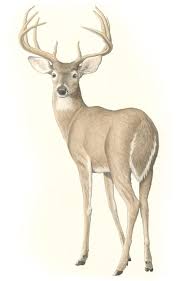 The White Tailed Deer Deer Drawing Deer Art Deer Painting