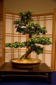 Bonsai society of portland oregon inc. Bonsai 5 By Ortizmj12 Via Flickr Bonsai Plants Bonsai Art Bonsai Tree