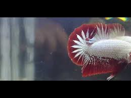 Lihat ide lainnya tentang ikan cupang, ikan, ikan eksotis. Cupang Red Dragon Yg Berkelas Youtube