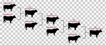Alibaba.com offers a wide variety of brahman cattle cow and calf sold by certified suppliers, manufacturers and wholesalers. Angus Cattle Brahman Cattle Calf Hereford Cattle Ox Png Clipart Angus Cattle Beef Beef Cattle Beef