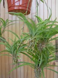Image result for Chlorophytum minor