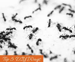Contact an ant control professional. Top 5 Diy Ways To Get Rid Of Ants 6 Steps Instructables