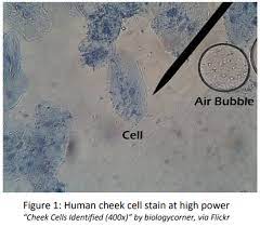 Human cheek cells same as all animal cells consist of a cell membrane, cytoplasm, and nucleus. Lab 5 Cells Biology Libretexts
