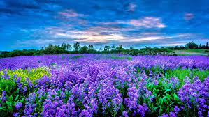 Check spelling or type a new query. Purple Flower Field Hd Wallpaper Hintergrund 3603x2032