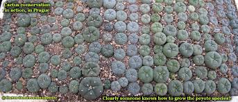 Lophophora: Huntington Botanical Gardens - Information On The Peyote Cactus  Et Cetera