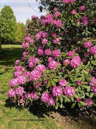 Caring For And Pruning Rhododendrons Pruning Rhododendrons Azalea Shrub Rhododendron