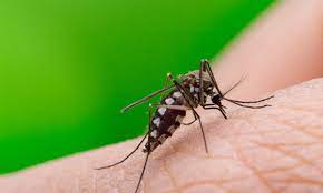 News feed ειδησεισ για ολουσ υγεια news. Ios Dytikoy Neiloy Treis 8anatoi Kai 60 Kroysmata Synagermos Gia Thn Epidhmia Onmed Gr