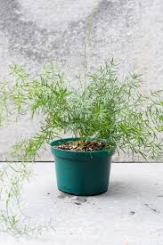 Image result for Asparagus schroederi