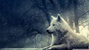 We did not find results for: Winter Wolf Wallpapers Top Free Winter Wolf Backgrounds Wallpaperaccess