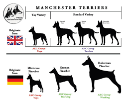 The manchester terrier is the oldest identifiable terrier breed, having been traced back to the late 1570s , and was then known as the black and tan terrier. Meet The Breeds Information For The Manchester Terrier Designed By Jennifer Rinta Toy Manchester Terrier Manchester Terrier English Toy Terrier