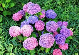 As blue is a cool color, it only makes sense that. Hydrangea Myths Garden Myths