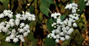 Weakness and nausea may result from drinking the milk of cows that have grazed on white. Biopgh Blog White Snakeroot Phipps Conservatory And Botanical Gardens Pittsburgh Pa