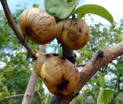 Image result for Vangueria