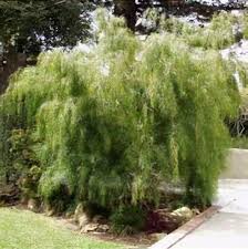 Image result for Acacia montigena