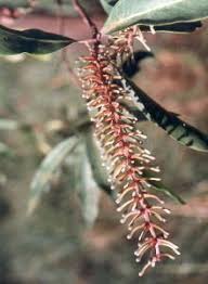 Image result for Faurea rochetiana