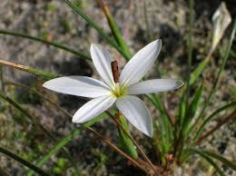 Image result for Romulea camerooniana