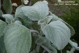 Image result for Coleus shirensis