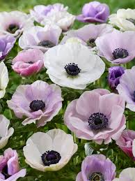 Image result for Anemone transvaalensis