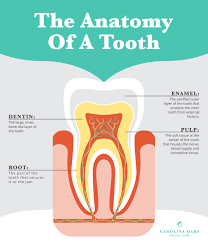 Image result for Tooth Anatomy