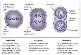 Errors in mitosis usually occur during metaphase. A Cell Containing 92 Chromatids At Metaphase Of Mitosis Would At Its Completion Produce Two Nuclei Containing How Many Chromosomes Socratic