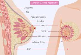 Breast Milk Production Process After Delivery