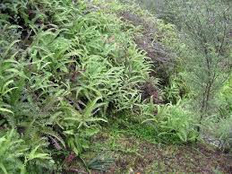 Image result for Pteris linearis