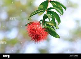 Image result for Combretum constrictum