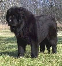 The new litter due soon, three year hip guarantee, one year health guarantee, vaccinated, wormed, sixty days free dog insurance and microchip option. Pin On Dog Breeds I Love