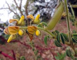 Image result for Crotalaria incompta